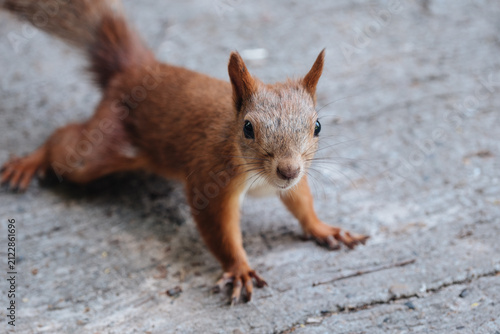 Red squirrel looking directly at the camera while sitting on a paved surface in an urban park, close-up wildlife photography.
