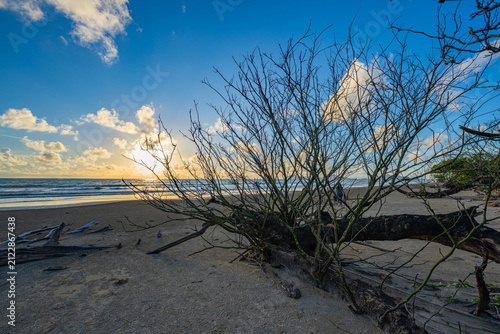 big Pine Tree Remains Along the Shoreline. A dramatic coastal landscape featuring giant driftwood, exposed roots, and ancient fallen trees shaped by continuous shoreline erosion and ocean wave action