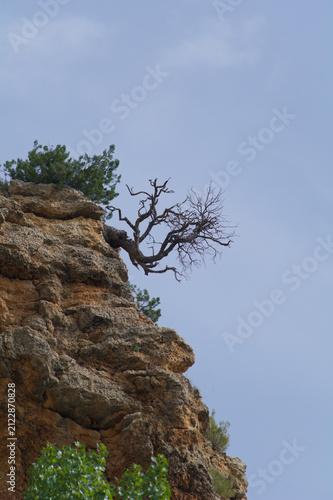 Bild auf Leinwand A lonely pine tree on the top of a cliff