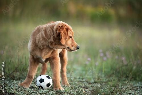 Adorable golden retriever dog outdoors