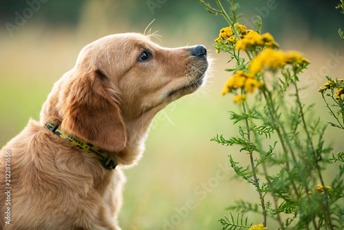 Adorable golden retriever dog outdoors