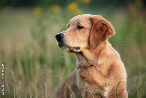 Adorable golden retriever dog outdoors