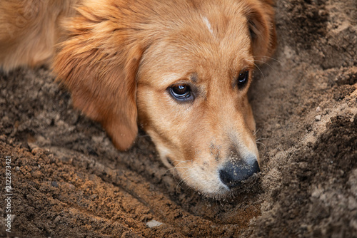 Adorable golden retriever dog outdoors