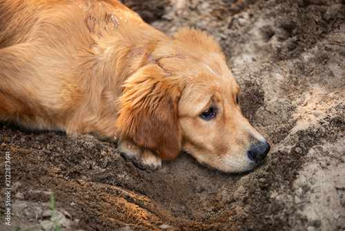 Adorable golden retriever dog outdoors