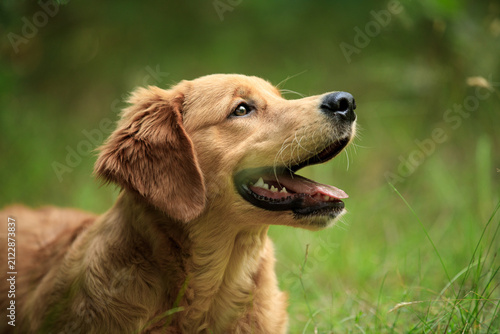 Adorable golden retriever dog outdoors