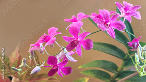 Canvastavla A trailing stem of purple Dendrobium orchid flowers elegantly cascading against a clean neutral background