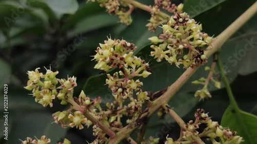 Mangifera indica mango buds emerge with fresh seasonal growth on healthy branches.