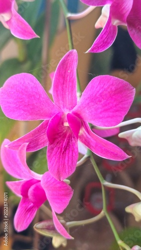 Fotografía Ultra close-up macro texture of Dendrobium orchid petals showing vibrant purple color and detailed veins