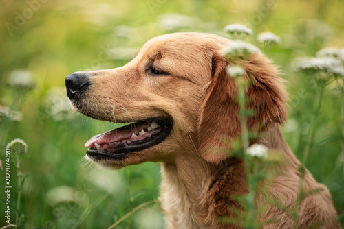 Adorable golden retriever dog outdoors