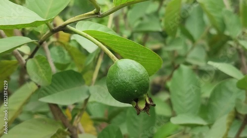 Psidium guajava guava fruit develops naturally on a healthy tropical tree.