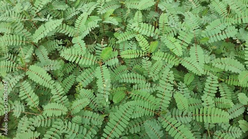 Sesbania grandiflora hummingbird tree foliage creates a rich natural green texture.