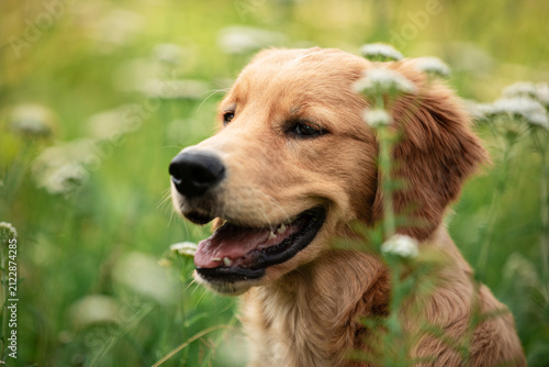 Adorable golden retriever dog outdoors