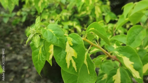 Bougainvillea paper flower plant leaves create vibrant tropical foliage.