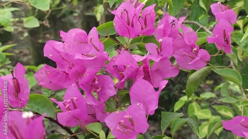 Bougainvillea paper flower blooms brighten a tropical garden with vivid pink flowers.