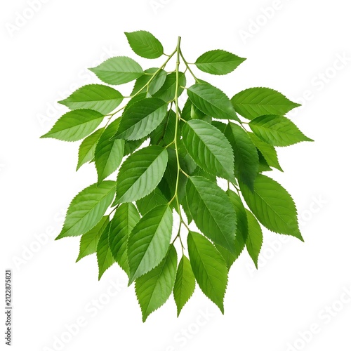 A lush green branch with vibrant leaves isolated on white background