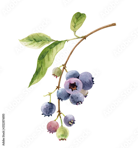 Blueberry branch with green leaves drawn in watercolor. Isolated botanical illustration of fresh wild berries.