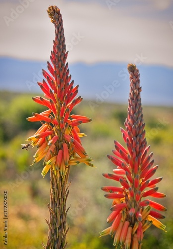 A Cape honey bee attends a pair of fynbos aloe.