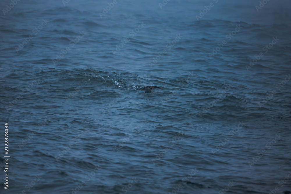 Fototapeta premium Swimmer in Atlantic Ocean Waves Iceland