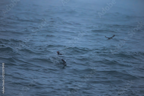 Seabirds Swimming in Ocean Waves Iceland