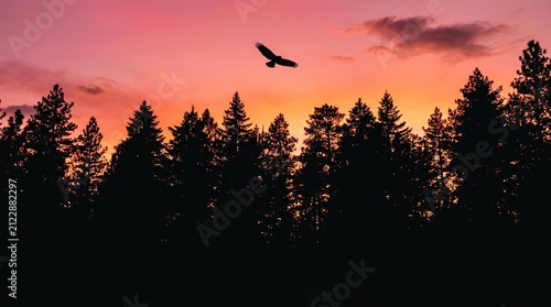 Single bird flying over a dark pine forest against a sunset sky with silhouette, wildlife