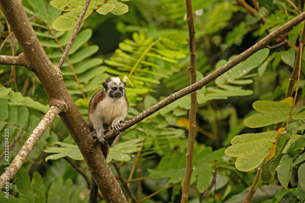 Fototapeta premium Geoffroy's tamarin monkey in Panama