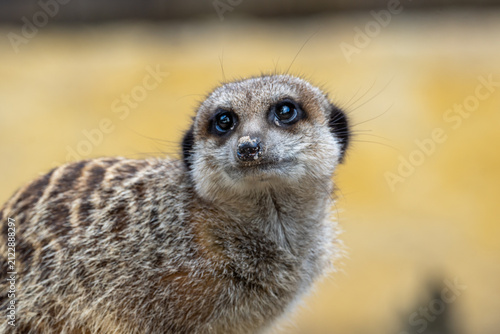 Fotografie Curious Meerkat Close-Up Portrait Looking Up With Expressive Eyes And Soft Fur