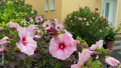Pink Hibiscus Flowers with Red Center Blooming in Garden

