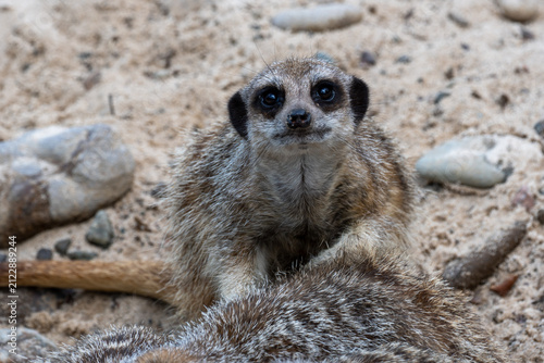 Fotografie Curious Meerkat Close-Up Portrait Looking Up With Expressive Eyes And Soft Fur