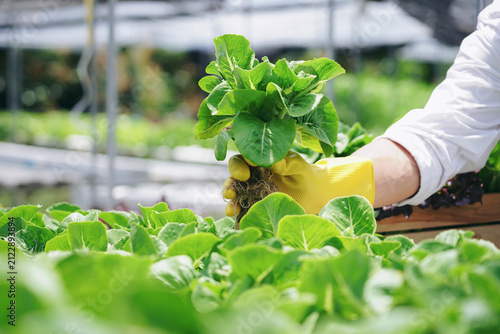 A person is holding a plant in a greenhouse