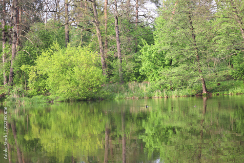 Tranquil lakeside reflection during springtime