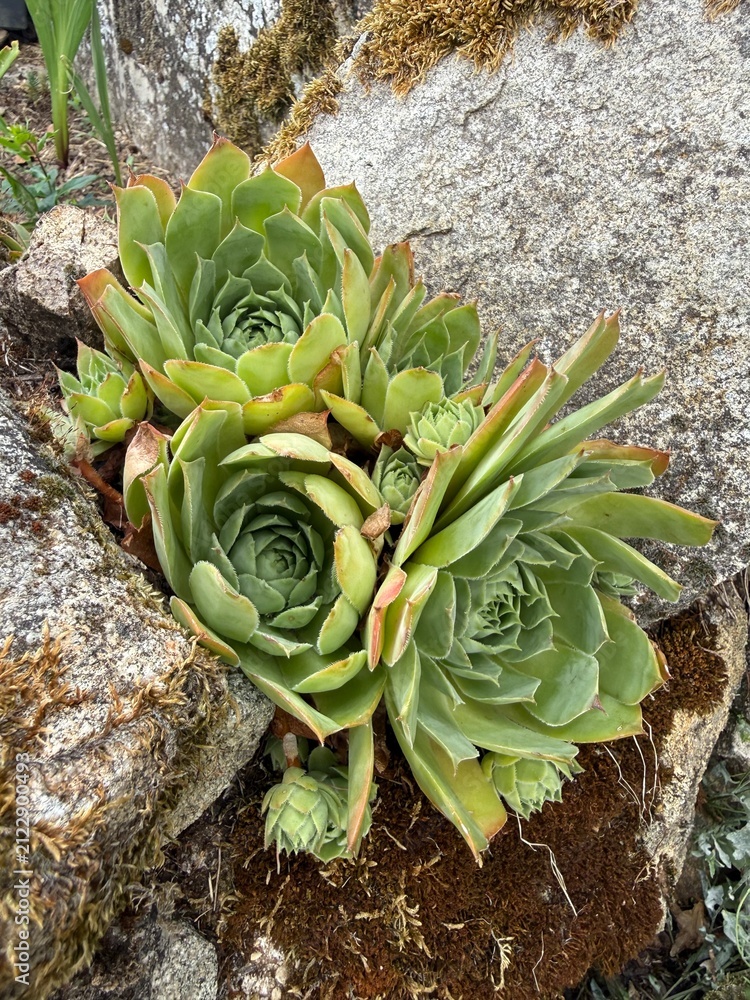 Obraz premium Succulente résistante à la canicule et à la sécheresse, plante décorative facile d’entretien