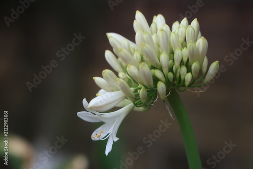 Bild auf Leinwand Fotografía macro de cerca de un agapanto blanco (Agapanthus africanus) mostrando capullos abriéndose y detalles florales sobre un fondo oscuro con bokeh natural