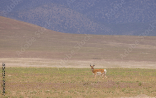 Pronghorn Buck in Wyoming in Summer