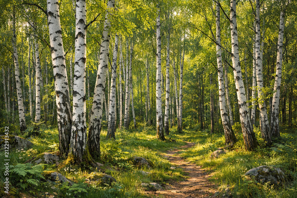 Fototapeta premium Tranquil Forest Path