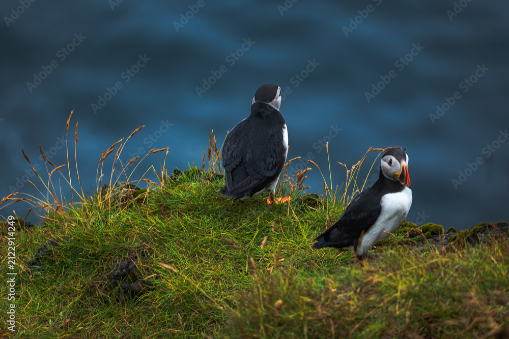 Obraz premium Two Atlantic Puffins on Grassy Clifftop Iceland