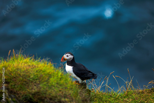 Foto Atlantic Puffin perched on grass cliff overlooking blue ocean, Iceland