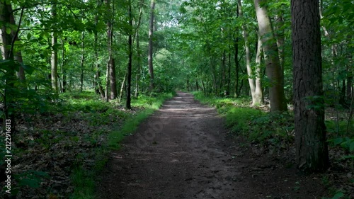 Personal perspective video of someone walking on a forest trail