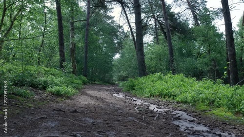 Walking pov on a muddy path in a lush green forest