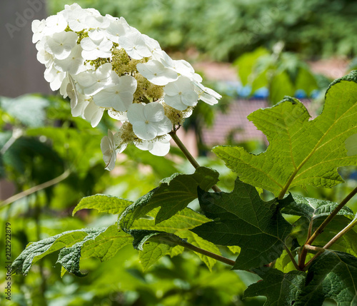 Eichenblättrige Hortensie (Hydrangea quercifolia). Ein Zierstrauch, der große, längliche Rispen mit weißen Blüten und im Herbst wunderschöne Farbtöne aufweisendes Laub hervorbringt.

