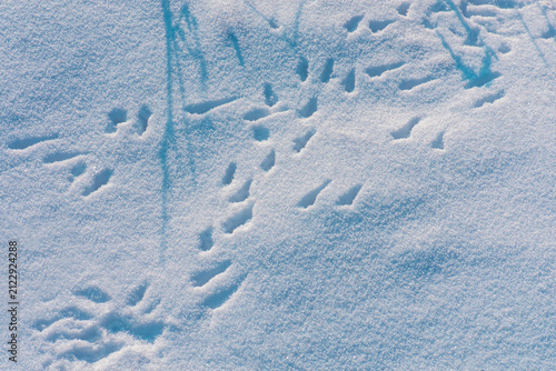 Konstfotografi Background of fresh snow