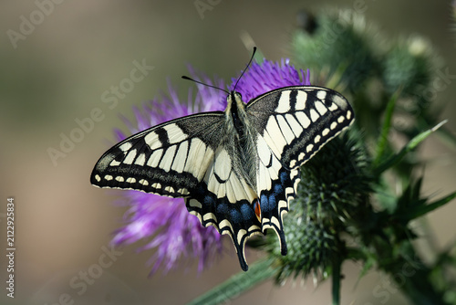 Schwalbenschwanz - Papilio machaon