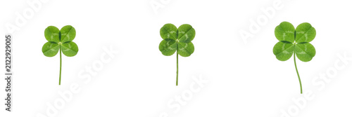 Photography Four-leaf clovers isolated on white background, lucky green plants and St Patric