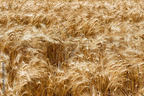 Foto Hordeum vulgare | Erntereifes Gerstenfeld