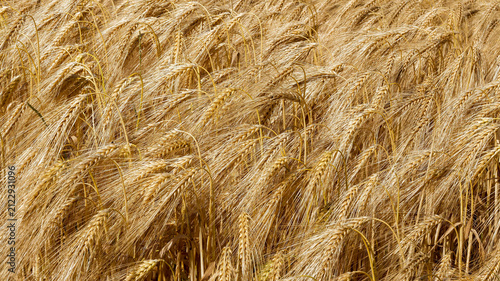 Erntereifes Gerstenfeld (Hordeum vulgare) - Kulturgetreide, gekennzeichnet durch ihre Ähren mit langen Grannen an aufrechten Stängeln mit lineal-lanzettlichem Laub
