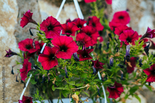 Quadro su tela Colorful petunias in white flower pots on sunny garden patio