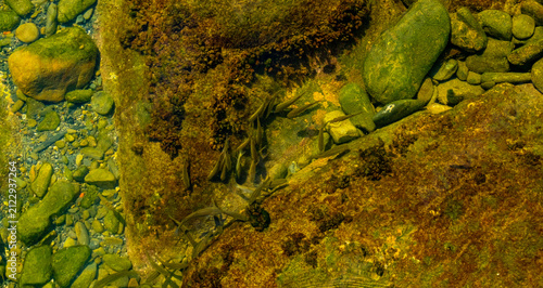 Obraz na płótnie School of small fish swimming in crystal-clear freshwater over submerged rocks