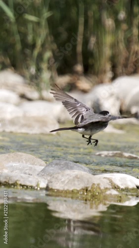 White wagtail walking along rocky lakeshore in Switzerland