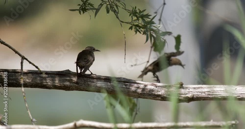 Slow motion capture of a bird perched on a branch with movement details