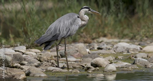 Heron standing by water on rocky shore