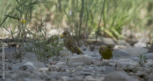 Birds foraging on the ground with slow motion and smooth motion details